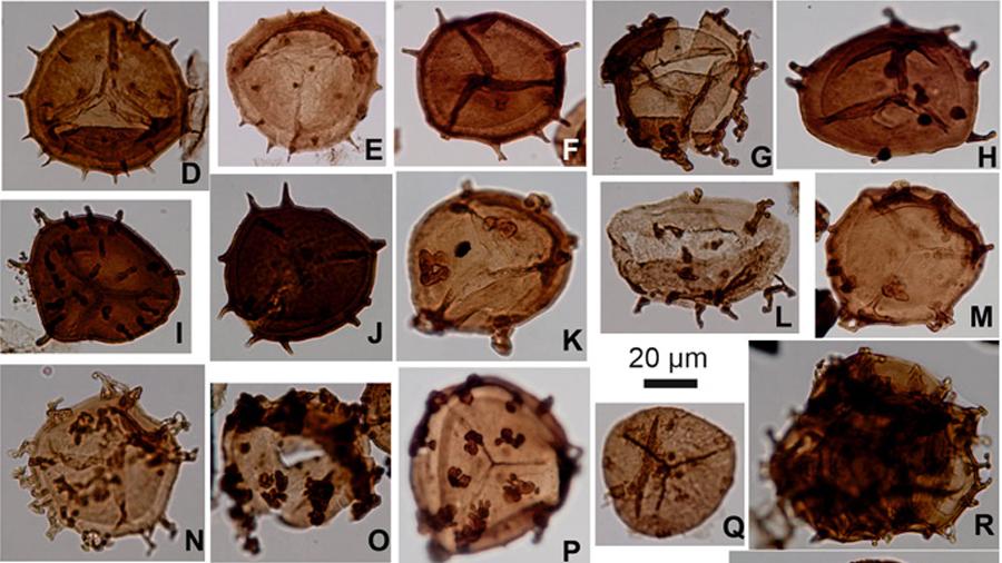 Ученые назвали причины самого масштабного вымирания в истории