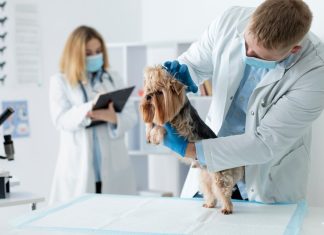 Клиника для животных