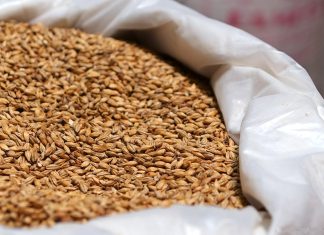Ячмень оптом, индивидуальные решения для потребностей