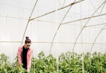 Туман в теплице: какие особенности?