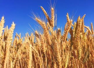 Как сушат зерно промышленным способом