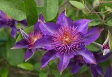 12 лучших сортов клематисов для вашего сада