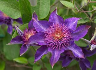 12 лучших сортов клематисов для вашего сада