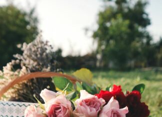 Как сажать розы из питомника?