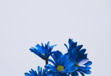 Календарь флориста: какие цветы покупать в каждый сезон, чтобы получить лучшее качество и цену