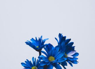 Календарь флориста: какие цветы покупать в каждый сезон, чтобы получить лучшее качество и цену